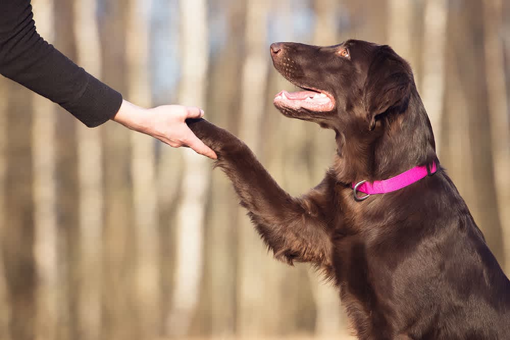 Real Life Scenario Dog Training Phoenix Guide